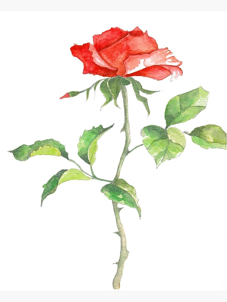 red-rose-in-watercolour-poster-for-sale-by-jooliart-redbubble