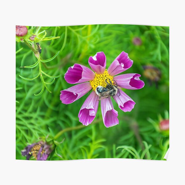 Bee on a flower Poster