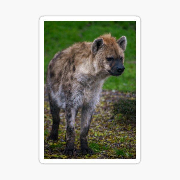 Item preview, Spotted hyena portrait designed and sold by cdkphotos.