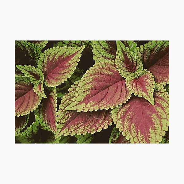 Item preview, Coleus plant leaves  designed and sold by CarolinaReina.