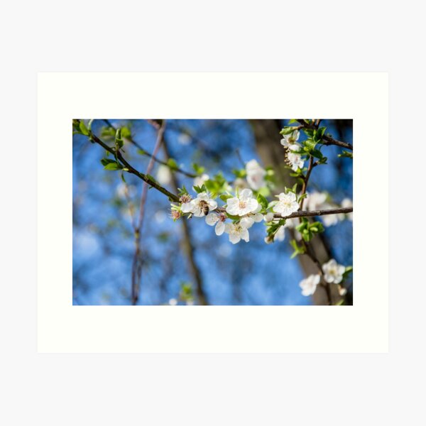 Cherry blossoms Art Print