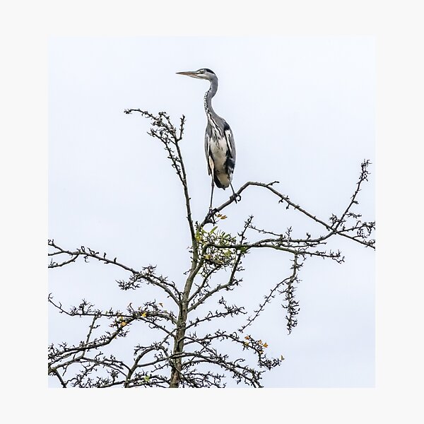 Heron on a tree Photographic Print
