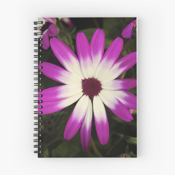 Item preview, Senetti Magenta Bicolour designed and sold by Adrian Wale.