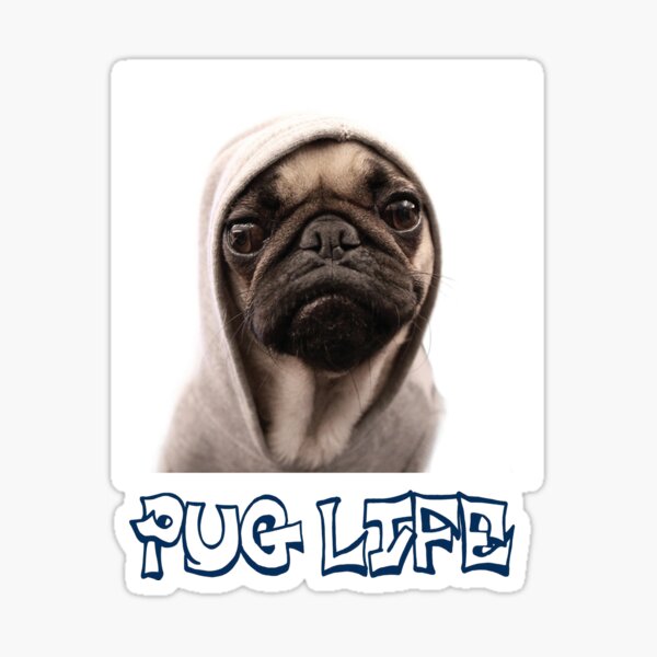 PUG 4 LIFE, Gangsta Pug Dog Sunglasses Gold Chain' Sticker