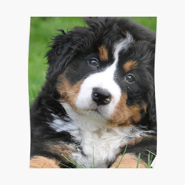 Bernese Mountain Dog ! Poster