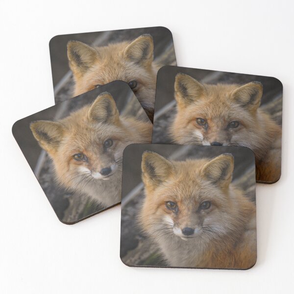Item preview, sly red fox stare down designed and sold by aim4adventure.