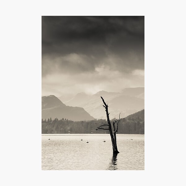 Item preview, Skeletal Tree at Ullswater in the Lake District designed and sold by heidipics.