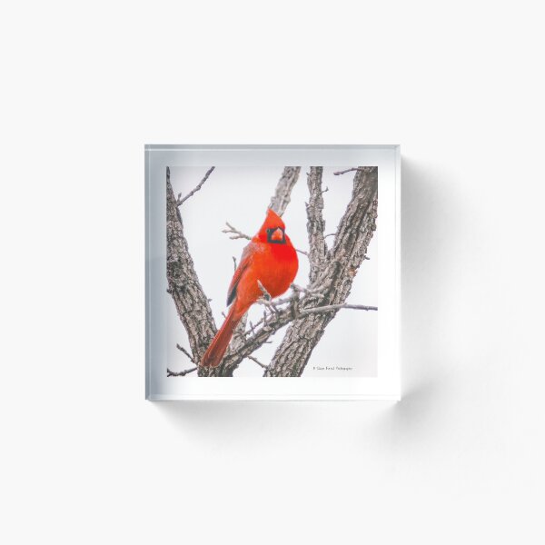 Cardinal Acrylic Block