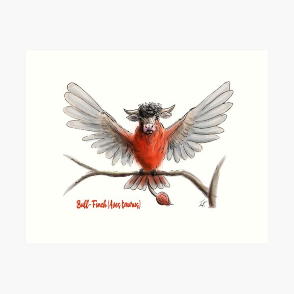 Bull-Finch (Aves taurus) Art Print