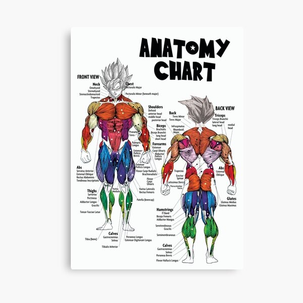 Muscle Chart - Anatomy Diagram - Anime Gym Motivational Canvas Print