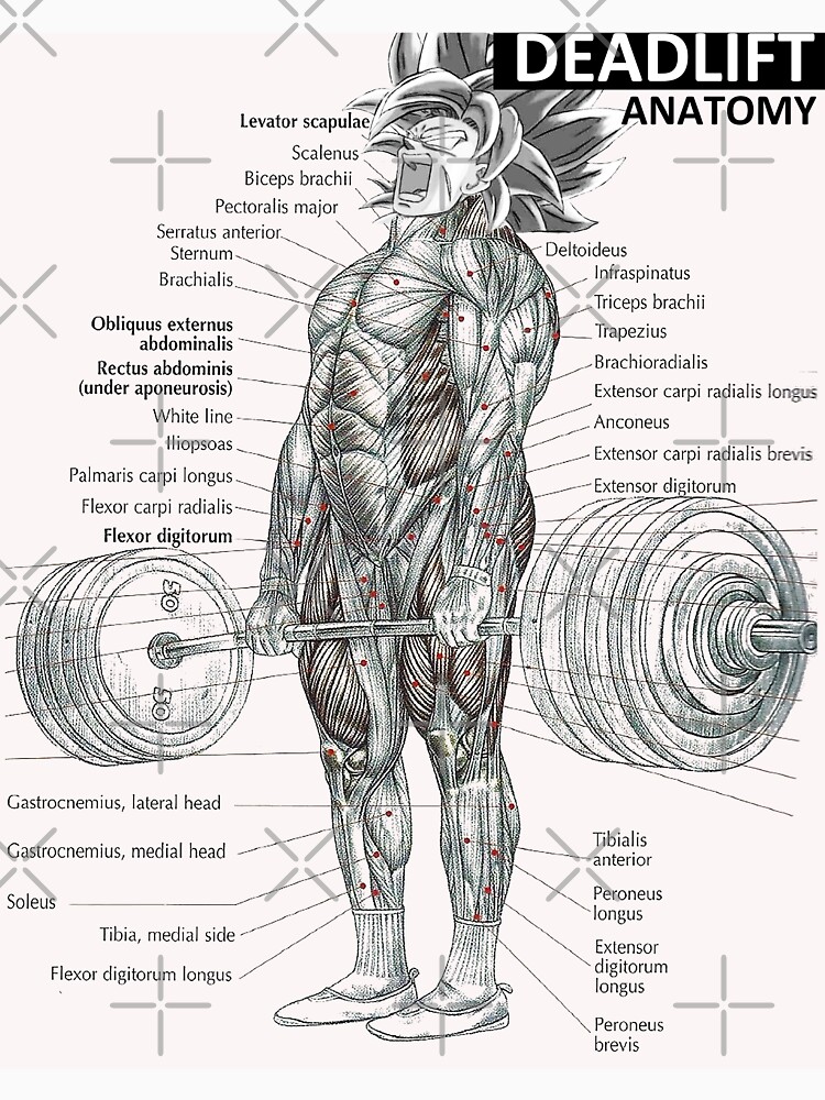 Disover Deadlift Muscle Chart - Anatomy Diagram - Anime Gym Motivational | Essential T-Shirt 
