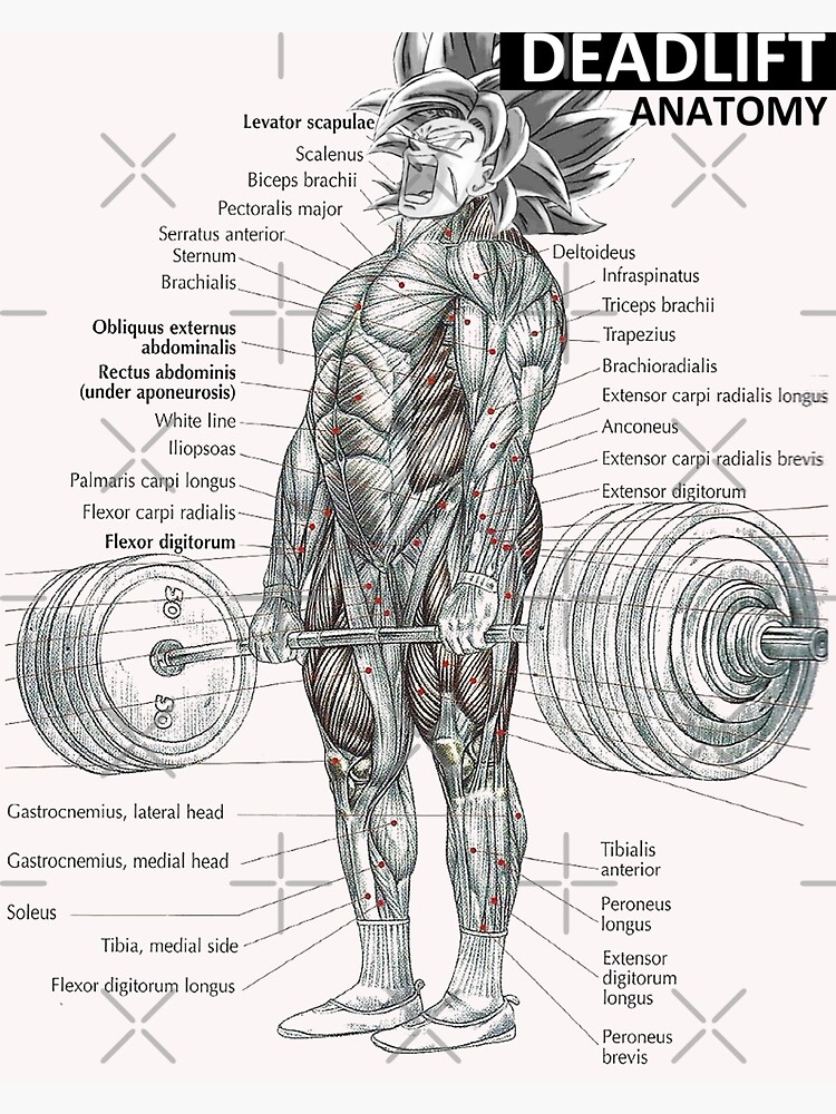 "Kreuzheben-Muskeldiagramm - Anatomiediagramm - Anime Gym Motivational