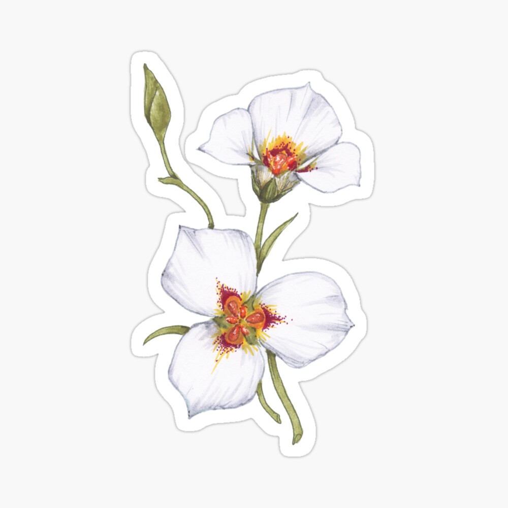 Utah State Flower Sticker - Sego Lily – brooklynswenson