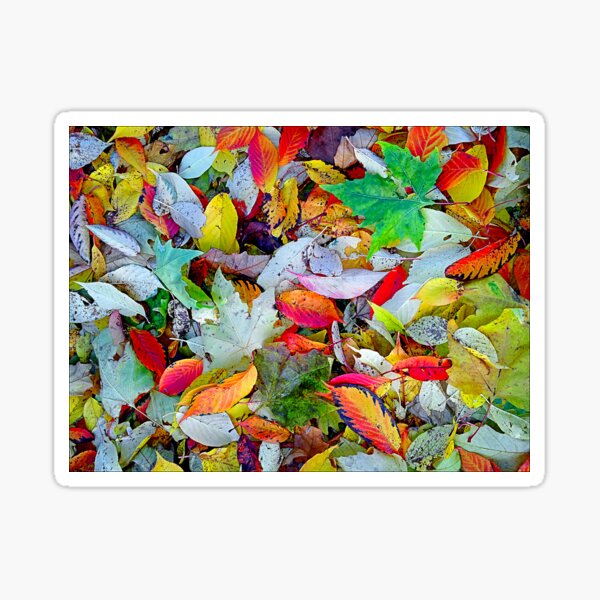 Item preview, All things bright and beautiful designed and sold by Anthony Hedger Photography.