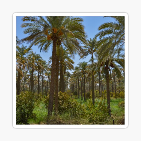 Item preview, Forest of Palm trees  designed and sold by AllureVisions.