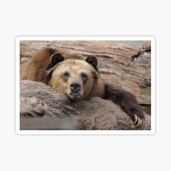 Item preview, Male Grizzly Bear on Rocks designed and sold by KMDavidPhoto.