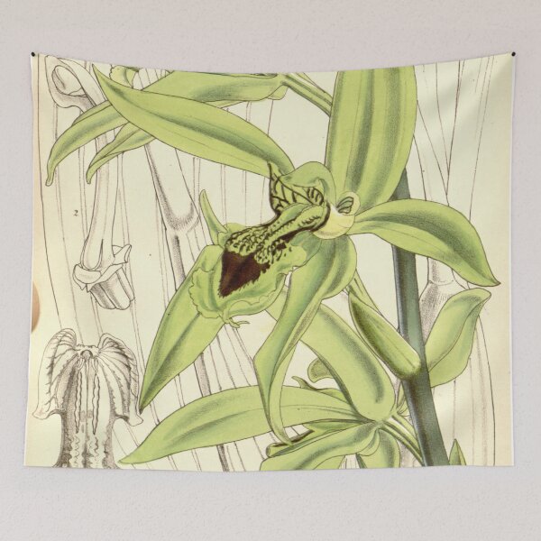 Item preview, Coelogyne pandurata Curtis' 84 (Ser. 3 no. 14) pl. 5084 (1858) designed and sold by EsotericBotanic.
