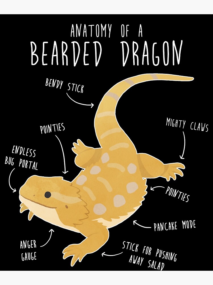 Anatomy of a Bearded Dragon Poster for Sale by Clara Hollins