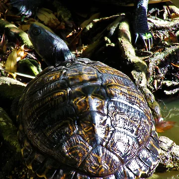 Artwork thumbnail, Turtle Pretty Shell Pattern by toddbrooney