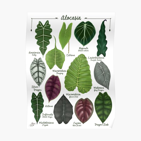 Alocasia leaf species illustration & pattern Poster