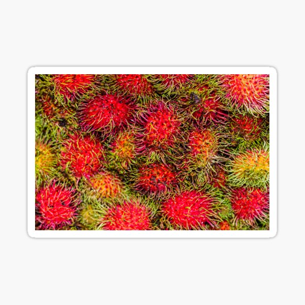 Rambutan Fruit Sticker