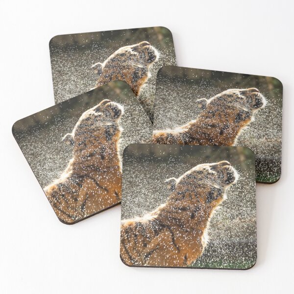 Item preview, Ooh that feels good - Sumatran Tiger shaking off after a swim designed and sold by Andrew Goodall.