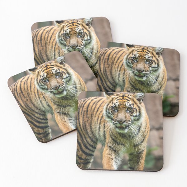 Item preview, Eye To Eye With a Sumatran Tiger designed and sold by Andrew Goodall.