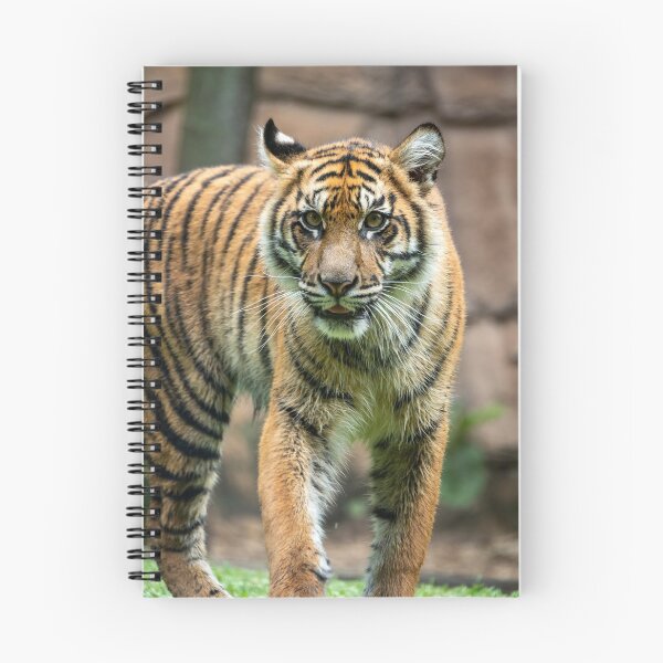 Item preview, Eye To Eye With a Sumatran Tiger designed and sold by Andrew Goodall.