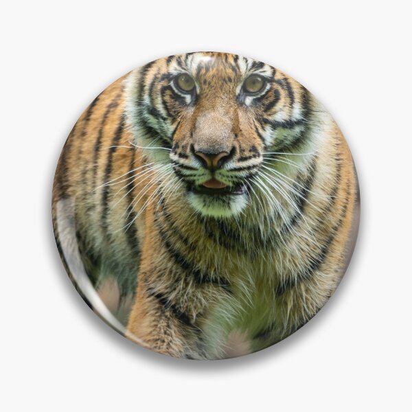 Item preview, Eye To Eye With a Sumatran Tiger designed and sold by Andrew Goodall.