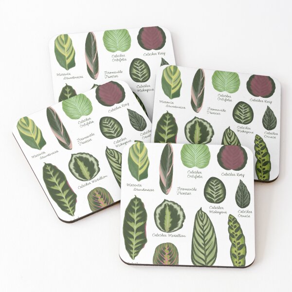 Item preview, Marantaceae prayer plants species illustration and pattern designed and sold by Onyria Art.