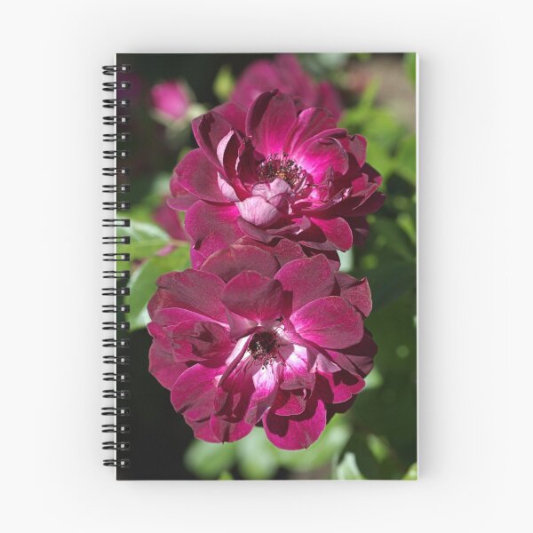 Item preview, Double The Rose  designed and sold by Joy Watson - Natural Light Photography .