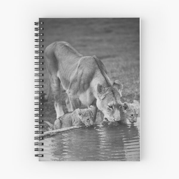 Item preview, león leona cachorros beben agua en blanco y negro amor familiar África savannah park designed and sold by Antonio Cirrincione.