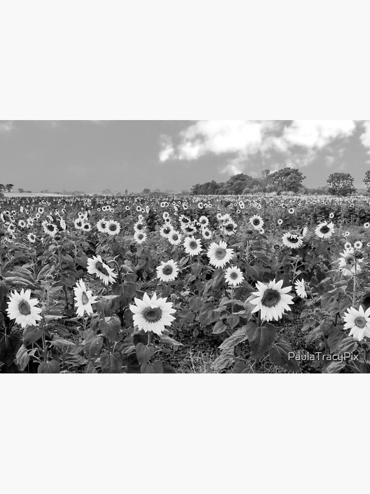 "Stunning Sunflower field in classic black and white" Poster by