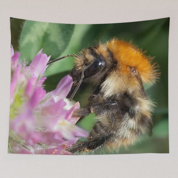 Item preview, Common Carder Bee designed and sold by heidipics.
