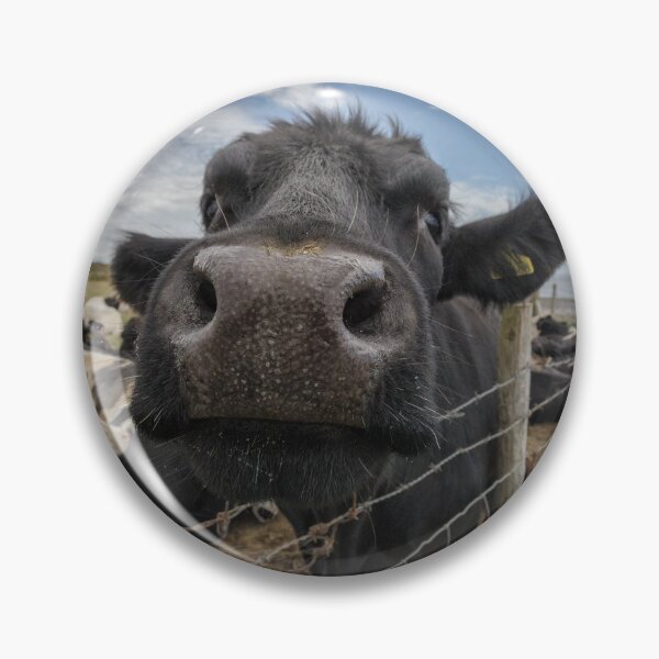 Artikelvorschau, Close Up Cow entworfen und verkauft von heidipics.