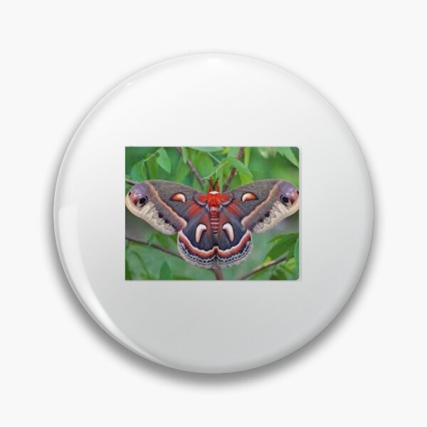 Item preview, Cecropia Moth designed and sold by SerenityPax.