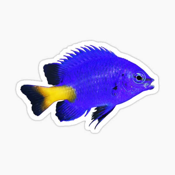 Item preview, Blue Fish designed and sold by DoodleDashCollective.