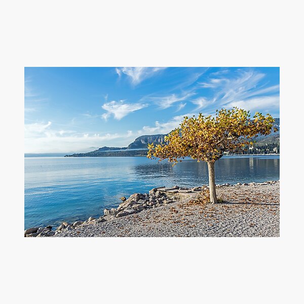 Lake Garda autumn tree Photographic Print