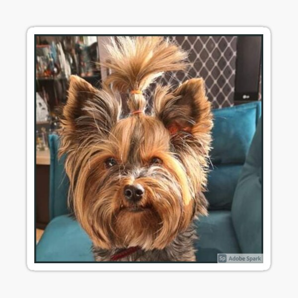 Dog Sticker