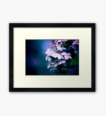 Passionate Hydrangea Framed Print