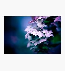 Passionate Hydrangea Photographic Print