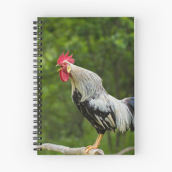 Item preview, Crowing rooster designed and sold by MIRCEA COSTINA.