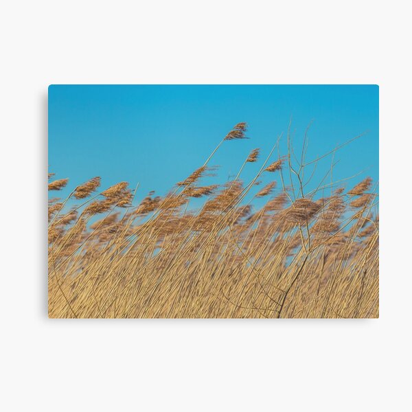 Yellow reeds, blue sky Canvas Print