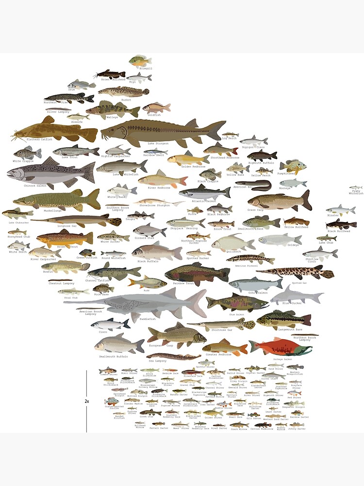 Discover Fishes of Wisconsin Premium Matte Vertical Poster