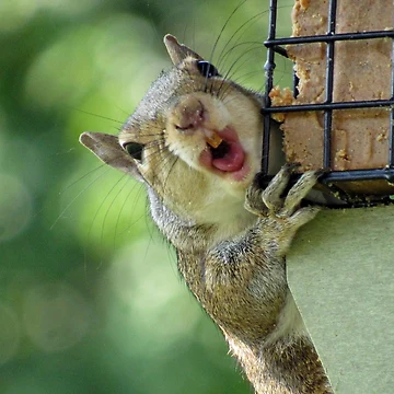 Artwork thumbnail, Squirrel! by InGFocus