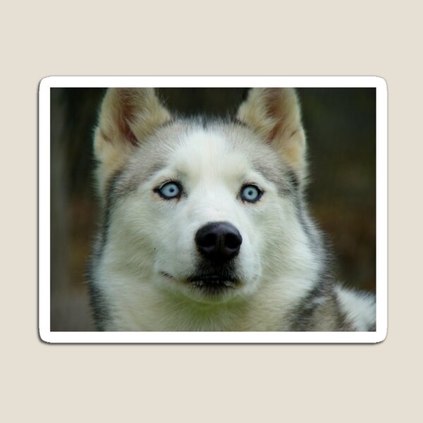 Look Into My Baby Blues!!! - Siberian Husky - NZ Magnet