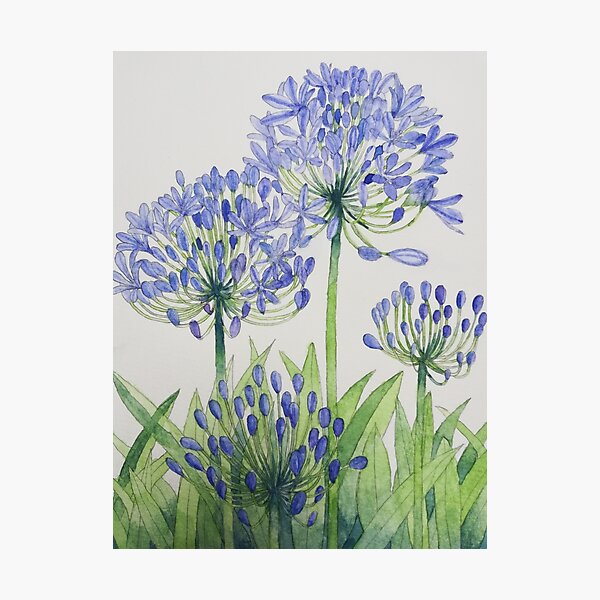 Lámina fotográfica «Acuarela de Agapanthus azul.» de esvb | Redbubble