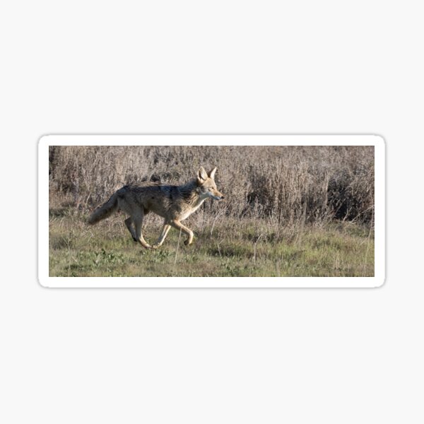 Coyote trot Sticker