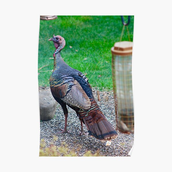 Wild Turkey Feeding Poster