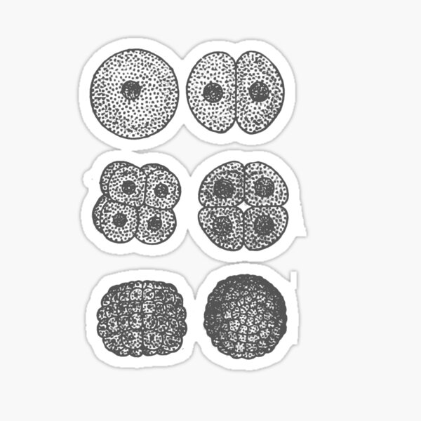 Embryogenesis Sticker